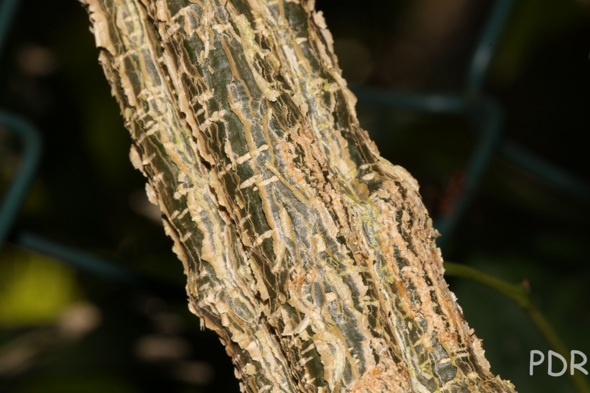 Coccinia grandis (L.) Voigt